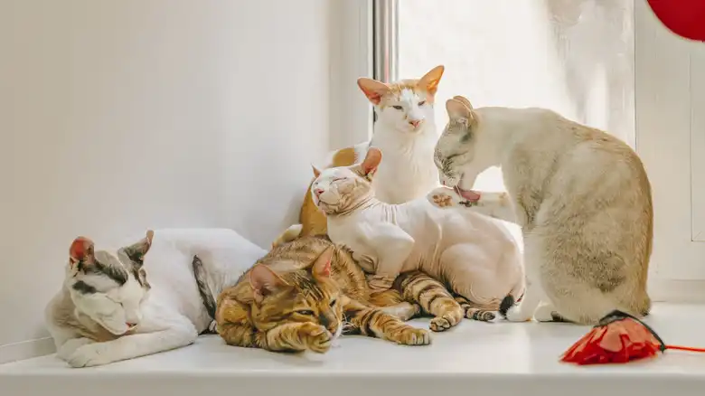 The Right Cat Breed For You, Based On Your Zodiac Sign