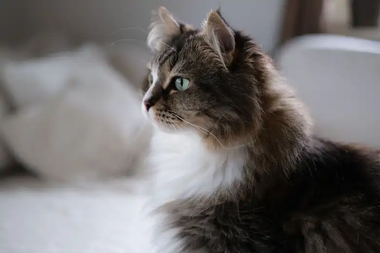 Siberian Cat Breed Characteristics