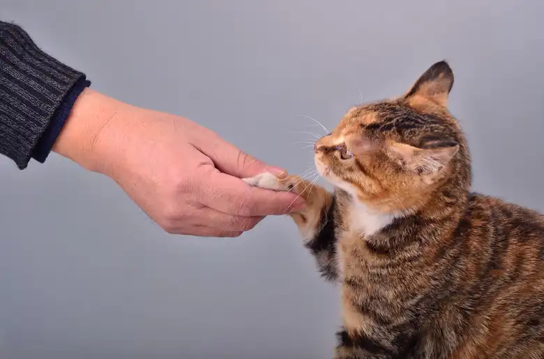 How To Train Your Cat To Shake Hands