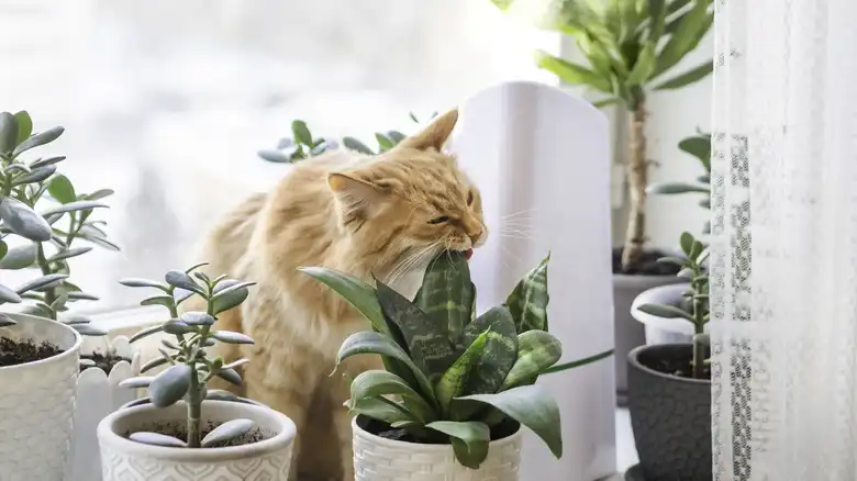 Keep Cats Off Your Houseplants With One Ingredient From The Kitchen