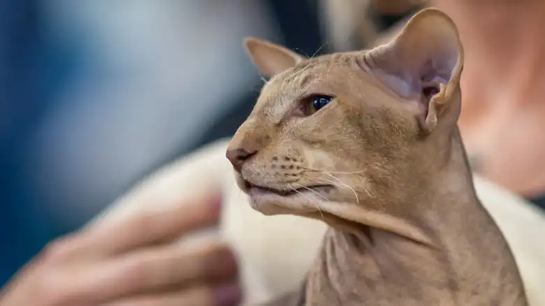 Peterbald Cats Are One Of The World's Rarest (And Friendliest) Breeds