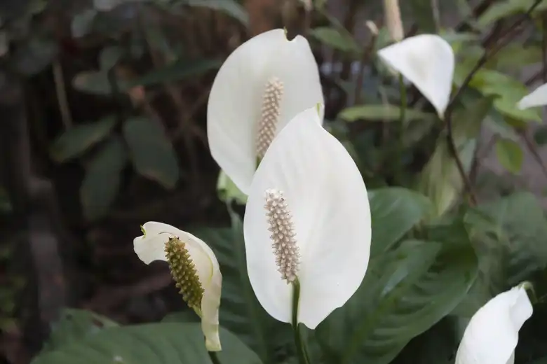 Are Peace Lilies Toxic To Cats? What You Need To Know About Peace Lily Toxicity
