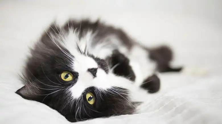 Cat Breeds That Can Be Black And White