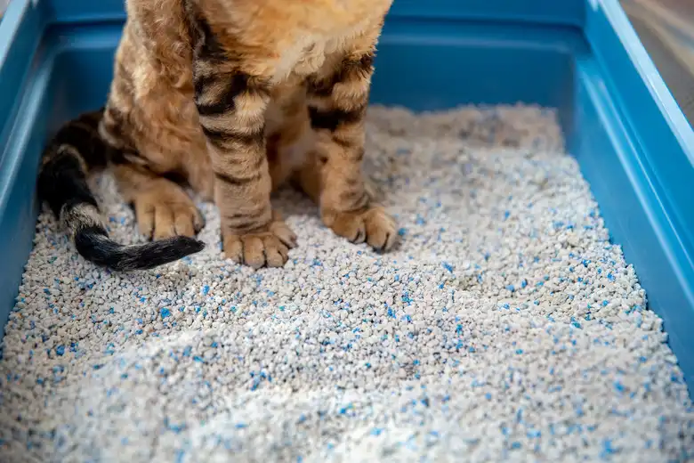 How To Introduce A Cat To A New Litter Box